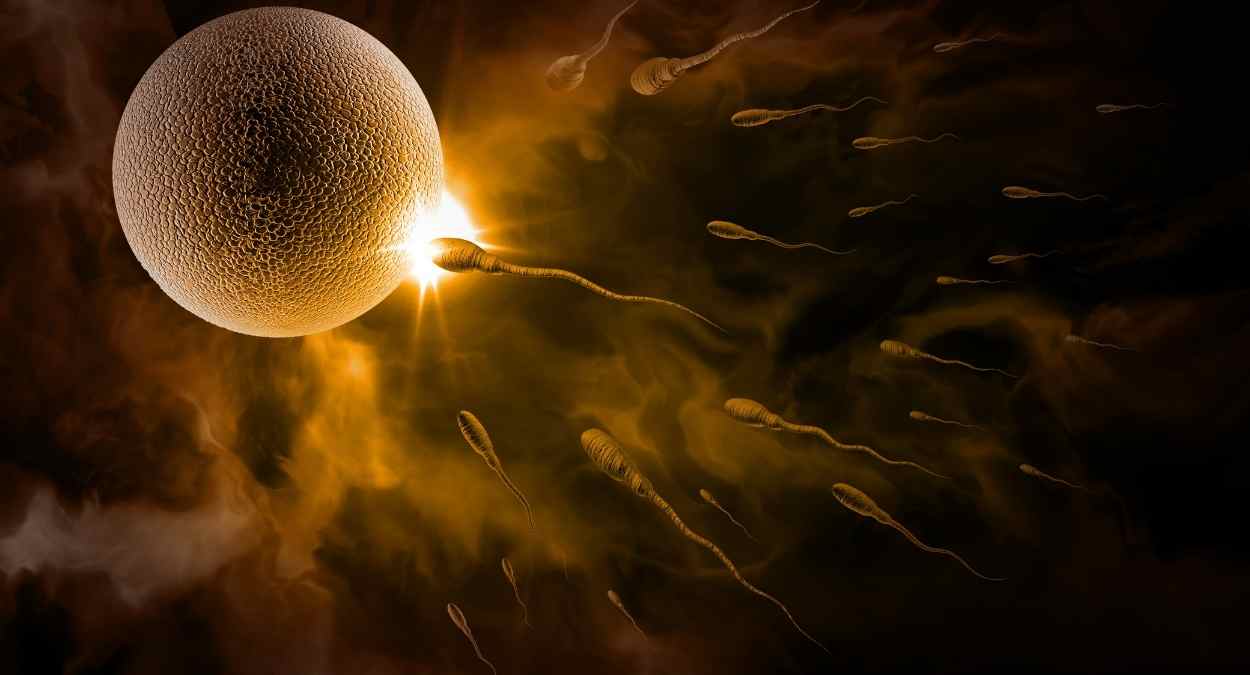 Sperm Mortality